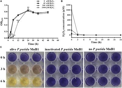 bifA Regulates Biofilm Development of Pseudomonas putida MnB1 as a Primary Response to H2O2 and Mn2+